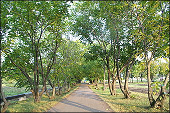 11 сентября 2008 г., Барнаул   Осень в дендрарии НИИ садоводства Сибири им. Лисавенко 