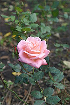 11 сентября 2008 г., Барнаул   Осень в дендрарии НИИ садоводства Сибири им. Лисавенко 