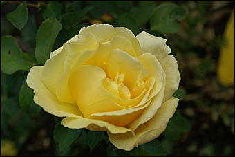 11 сентября 2008 г., Барнаул   Осень в дендрарии НИИ садоводства Сибири им. Лисавенко 