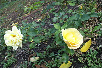 11 сентября 2008 г., Барнаул   Осень в дендрарии НИИ садоводства Сибири им. Лисавенко 