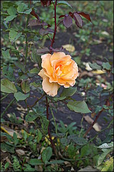 11 сентября 2008 г., Барнаул   Осень в дендрарии НИИ садоводства Сибири им. Лисавенко 