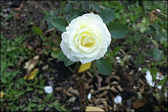 11 сентября 2008 г., Барнаул   Осень в дендрарии НИИ садоводства Сибири им. Лисавенко 