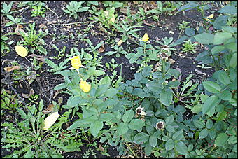 11 сентября 2008 г., Барнаул   Осень в дендрарии НИИ садоводства Сибири им. Лисавенко 