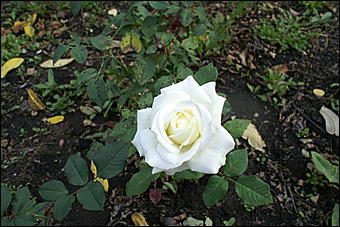 11 сентября 2008 г., Барнаул   Осень в дендрарии НИИ садоводства Сибири им. Лисавенко 