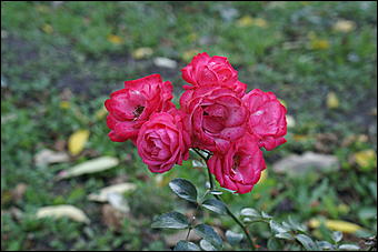 11 сентября 2008 г., Барнаул   Осень в дендрарии НИИ садоводства Сибири им. Лисавенко 