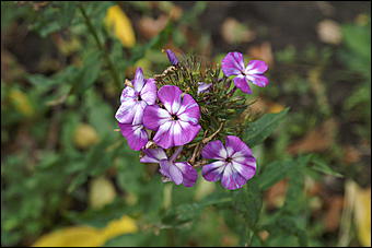 11 сентября 2008 г., Барнаул   Осень в дендрарии НИИ садоводства Сибири им. Лисавенко 