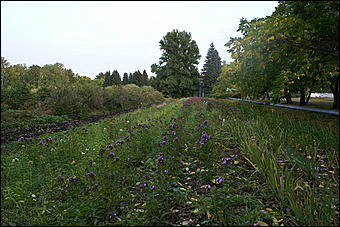 11 сентября 2008 г., Барнаул   Осень в дендрарии НИИ садоводства Сибири им. Лисавенко 