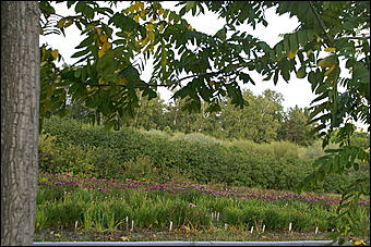 11 сентября 2008 г., Барнаул   Осень в дендрарии НИИ садоводства Сибири им. Лисавенко 