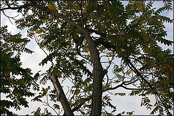 11 сентября 2008 г., Барнаул   Осень в дендрарии НИИ садоводства Сибири им. Лисавенко 