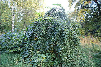 11 сентября 2008 г., Барнаул   Осень в дендрарии НИИ садоводства Сибири им. Лисавенко 