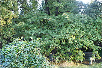 11 сентября 2008 г., Барнаул   Осень в дендрарии НИИ садоводства Сибири им. Лисавенко 