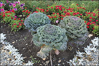 11 сентября 2008 г., Барнаул   Осень в дендрарии НИИ садоводства Сибири им. Лисавенко 