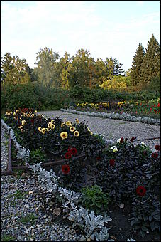 11 сентября 2008 г., Барнаул   Осень в дендрарии НИИ садоводства Сибири им. Лисавенко 