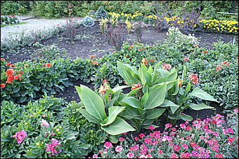 11 сентября 2008 г., Барнаул   Осень в дендрарии НИИ садоводства Сибири им. Лисавенко 