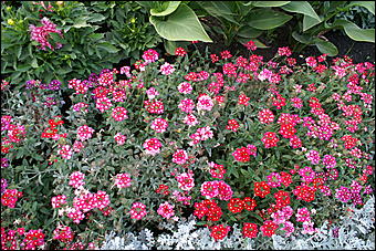 11 сентября 2008 г., Барнаул   Осень в дендрарии НИИ садоводства Сибири им. Лисавенко 