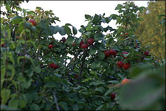 11 сентября 2008 г., Барнаул   Осень в дендрарии НИИ садоводства Сибири им. Лисавенко 