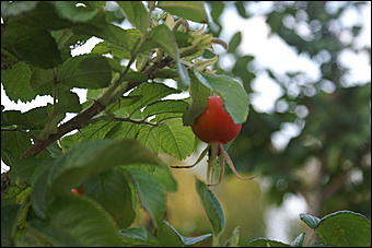 11 сентября 2008 г., Барнаул   Осень в дендрарии НИИ садоводства Сибири им. Лисавенко 