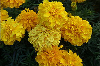 11 сентября 2008 г., Барнаул   Осень в дендрарии НИИ садоводства Сибири им. Лисавенко 