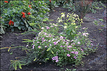 11 сентября 2008 г., Барнаул   Осень в дендрарии НИИ садоводства Сибири им. Лисавенко 