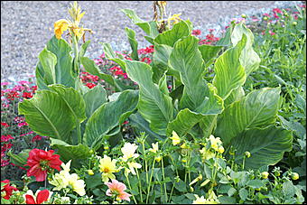 11 сентября 2008 г., Барнаул   Осень в дендрарии НИИ садоводства Сибири им. Лисавенко 