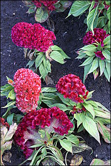 11 сентября 2008 г., Барнаул   Осень в дендрарии НИИ садоводства Сибири им. Лисавенко 