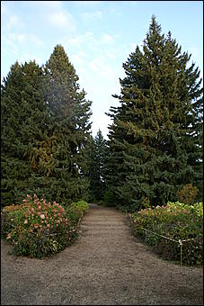 11 сентября 2008 г., Барнаул   Осень в дендрарии НИИ садоводства Сибири им. Лисавенко 