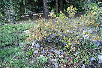 11 сентября 2008 г., Барнаул   Осень в дендрарии НИИ садоводства Сибири им. Лисавенко 