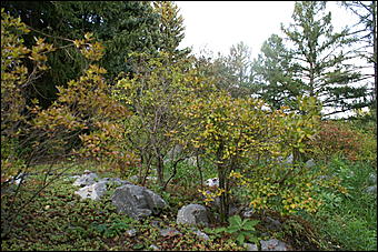 11 сентября 2008 г., Барнаул   Осень в дендрарии НИИ садоводства Сибири им. Лисавенко 