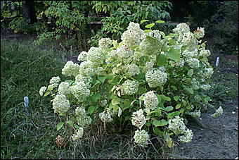 11 сентября 2008 г., Барнаул   Осень в дендрарии НИИ садоводства Сибири им. Лисавенко 