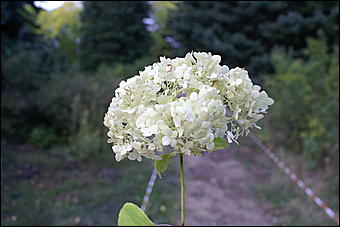 11 сентября 2008 г., Барнаул   Осень в дендрарии НИИ садоводства Сибири им. Лисавенко 