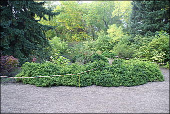 11 сентября 2008 г., Барнаул   Осень в дендрарии НИИ садоводства Сибири им. Лисавенко 