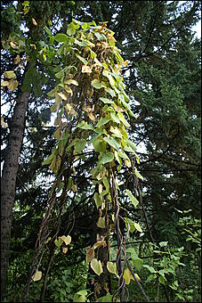 11 сентября 2008 г., Барнаул   Осень в дендрарии НИИ садоводства Сибири им. Лисавенко 