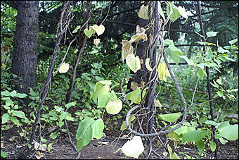 11 сентября 2008 г., Барнаул   Осень в дендрарии НИИ садоводства Сибири им. Лисавенко 