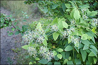 11 сентября 2008 г., Барнаул   Осень в дендрарии НИИ садоводства Сибири им. Лисавенко 