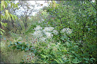 11 сентября 2008 г., Барнаул   Осень в дендрарии НИИ садоводства Сибири им. Лисавенко 