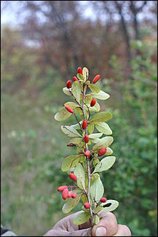 11 сентября 2008 г., Барнаул   Осень в дендрарии НИИ садоводства Сибири им. Лисавенко 