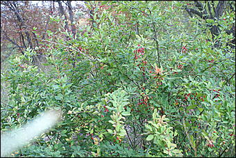 11 сентября 2008 г., Барнаул   Осень в дендрарии НИИ садоводства Сибири им. Лисавенко 