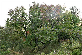 11 сентября 2008 г., Барнаул   Осень в дендрарии НИИ садоводства Сибири им. Лисавенко 