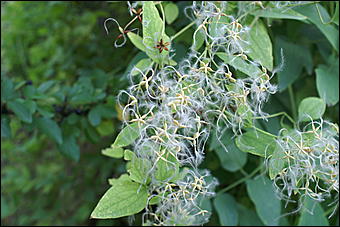 11 сентября 2008 г., Барнаул   Осень в дендрарии НИИ садоводства Сибири им. Лисавенко 