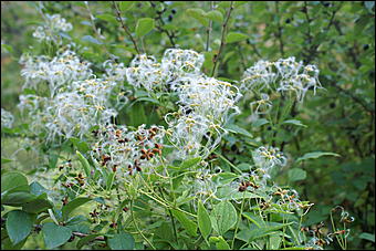 11 сентября 2008 г., Барнаул   Осень в дендрарии НИИ садоводства Сибири им. Лисавенко 