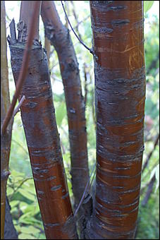 11 сентября 2008 г., Барнаул   Осень в дендрарии НИИ садоводства Сибири им. Лисавенко 