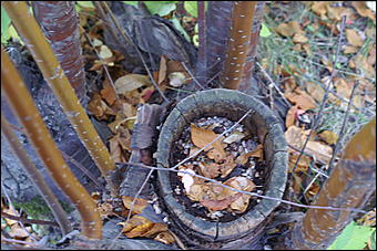 11 сентября 2008 г., Барнаул   Осень в дендрарии НИИ садоводства Сибири им. Лисавенко 