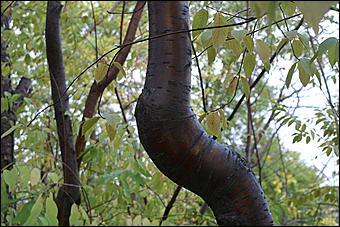 11 сентября 2008 г., Барнаул   Осень в дендрарии НИИ садоводства Сибири им. Лисавенко 