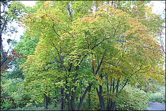 11 сентября 2008 г., Барнаул   Осень в дендрарии НИИ садоводства Сибири им. Лисавенко 