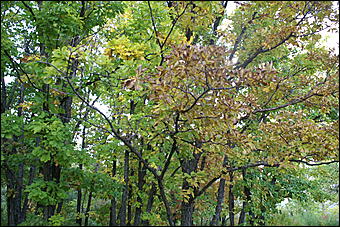 11 сентября 2008 г., Барнаул   Осень в дендрарии НИИ садоводства Сибири им. Лисавенко 