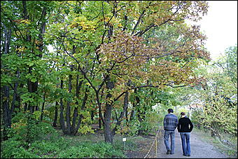 11 сентября 2008 г., Барнаул   Осень в дендрарии НИИ садоводства Сибири им. Лисавенко 