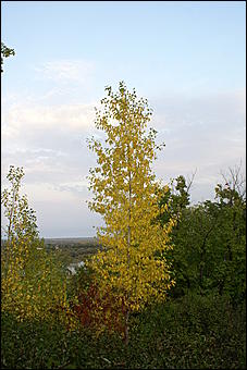 11 сентября 2008 г., Барнаул   Осень в дендрарии НИИ садоводства Сибири им. Лисавенко 