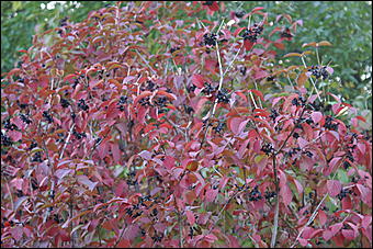 11 сентября 2008 г., Барнаул   Осень в дендрарии НИИ садоводства Сибири им. Лисавенко 