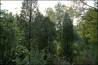 11 сентября 2008 г., Барнаул   Осень в дендрарии НИИ садоводства Сибири им. Лисавенко 