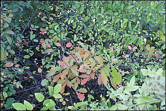 11 сентября 2008 г., Барнаул   Осень в дендрарии НИИ садоводства Сибири им. Лисавенко 